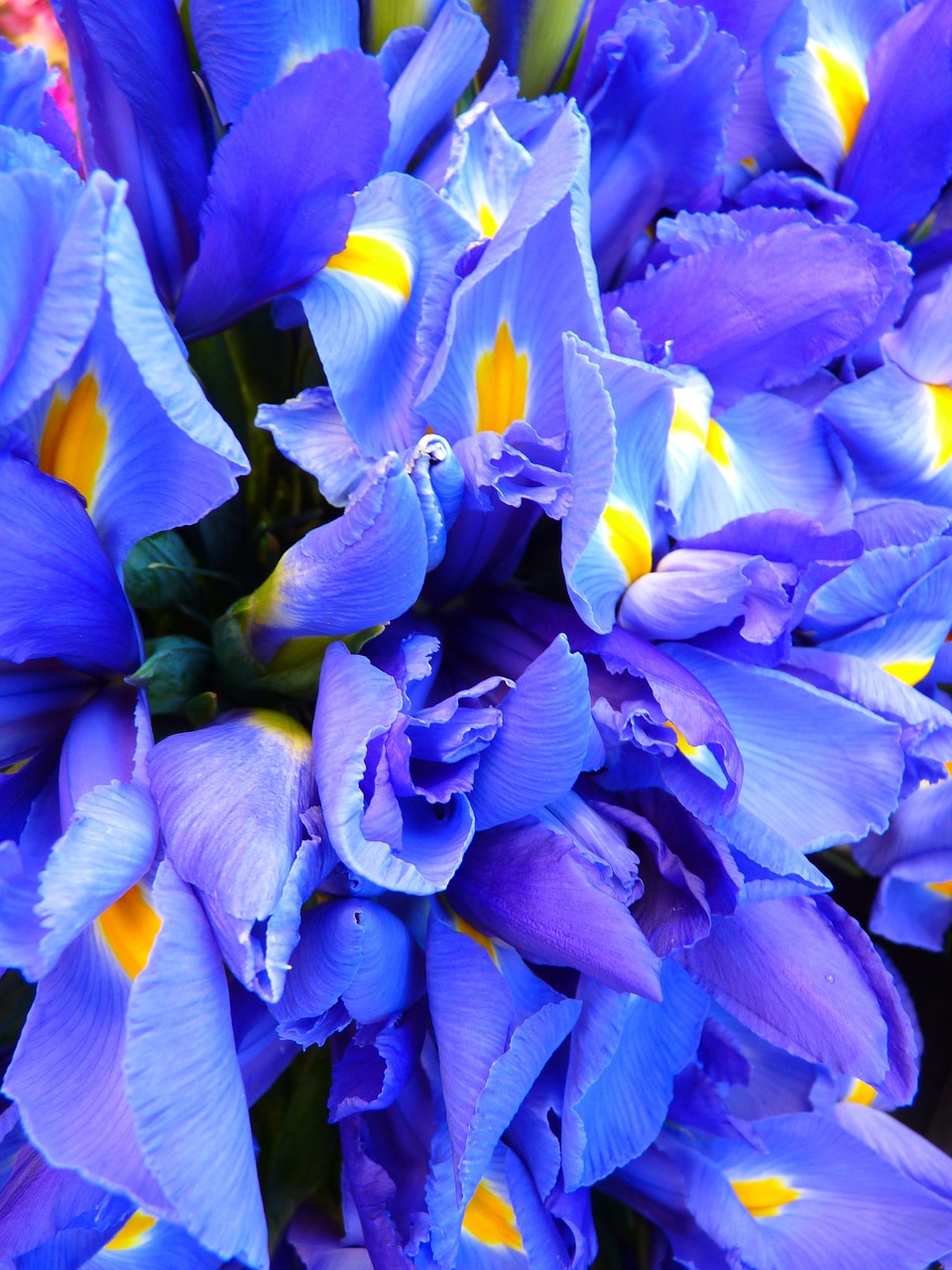 iris blue flowers free photo