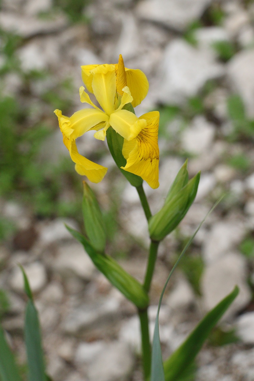 iris flower flowers free photo