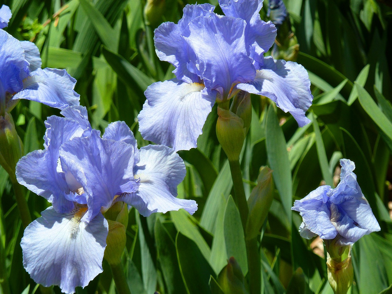 iris flowers blossom free photo