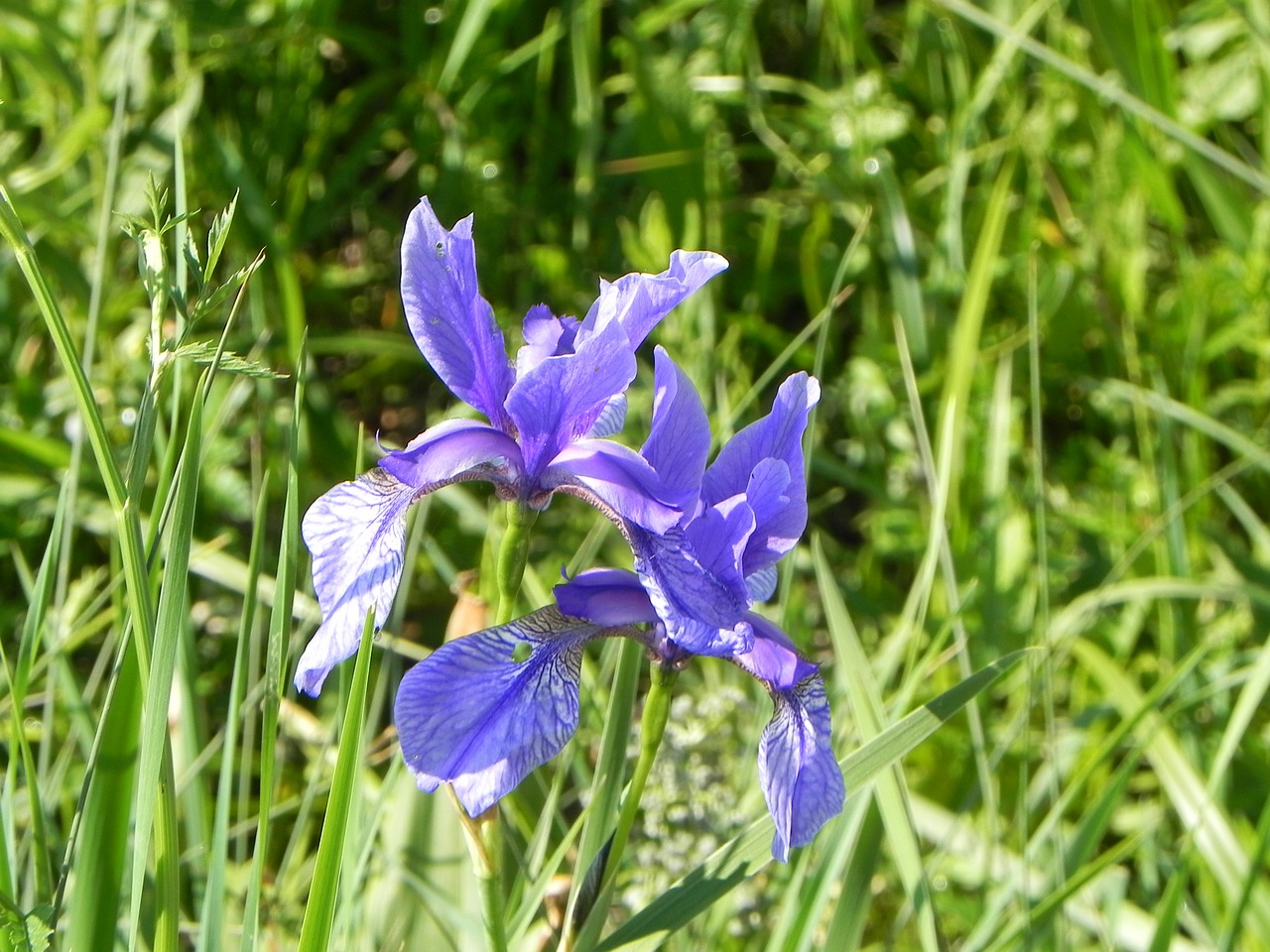 iris flower alpine free photo