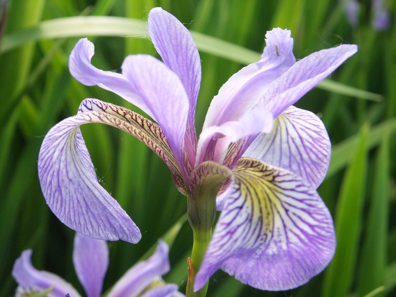 iris flower floral free photo