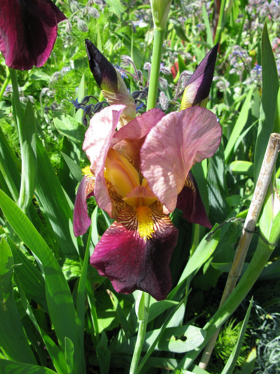 iris bearded flower free photo