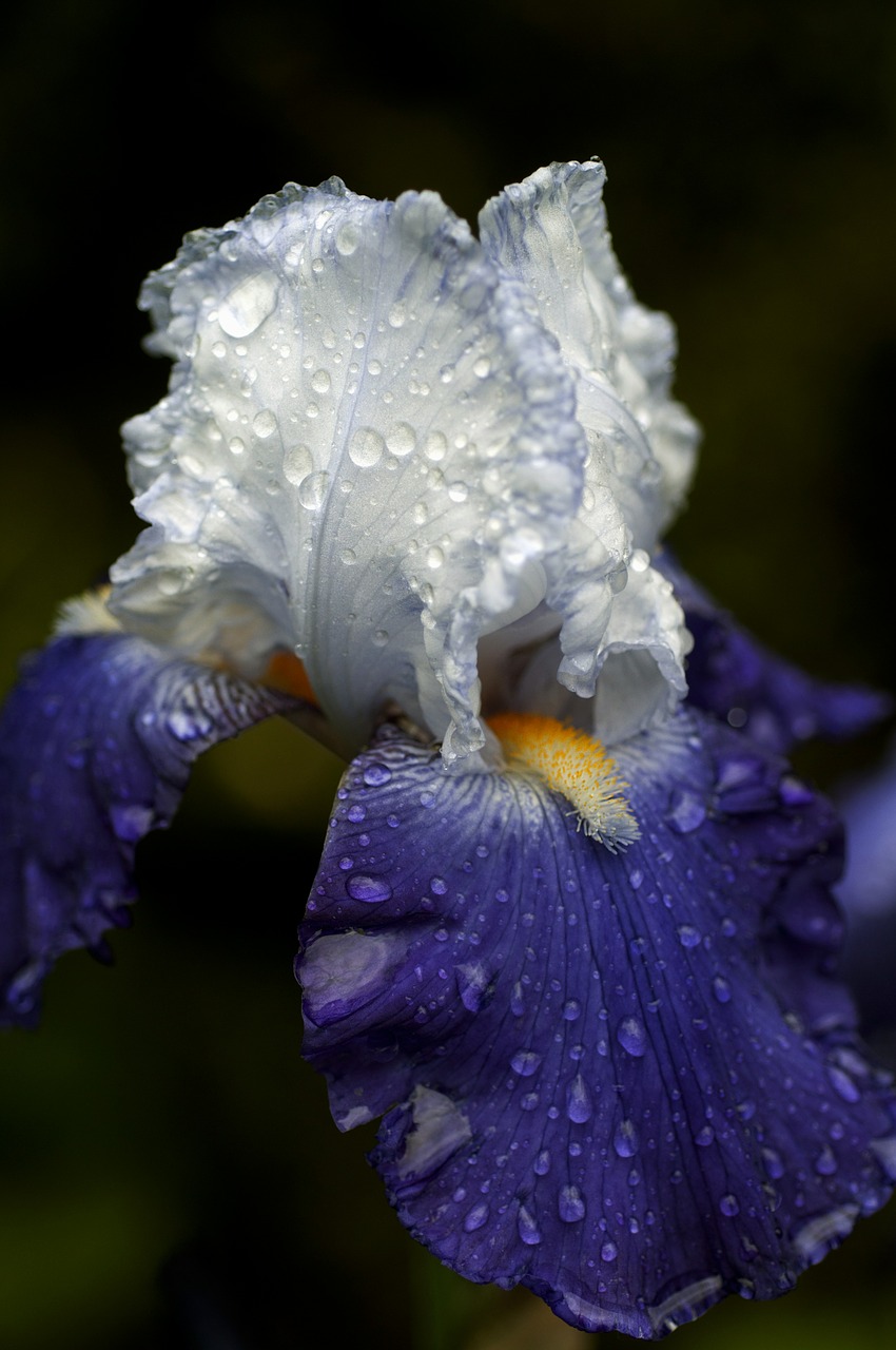 iris flower blue free photo