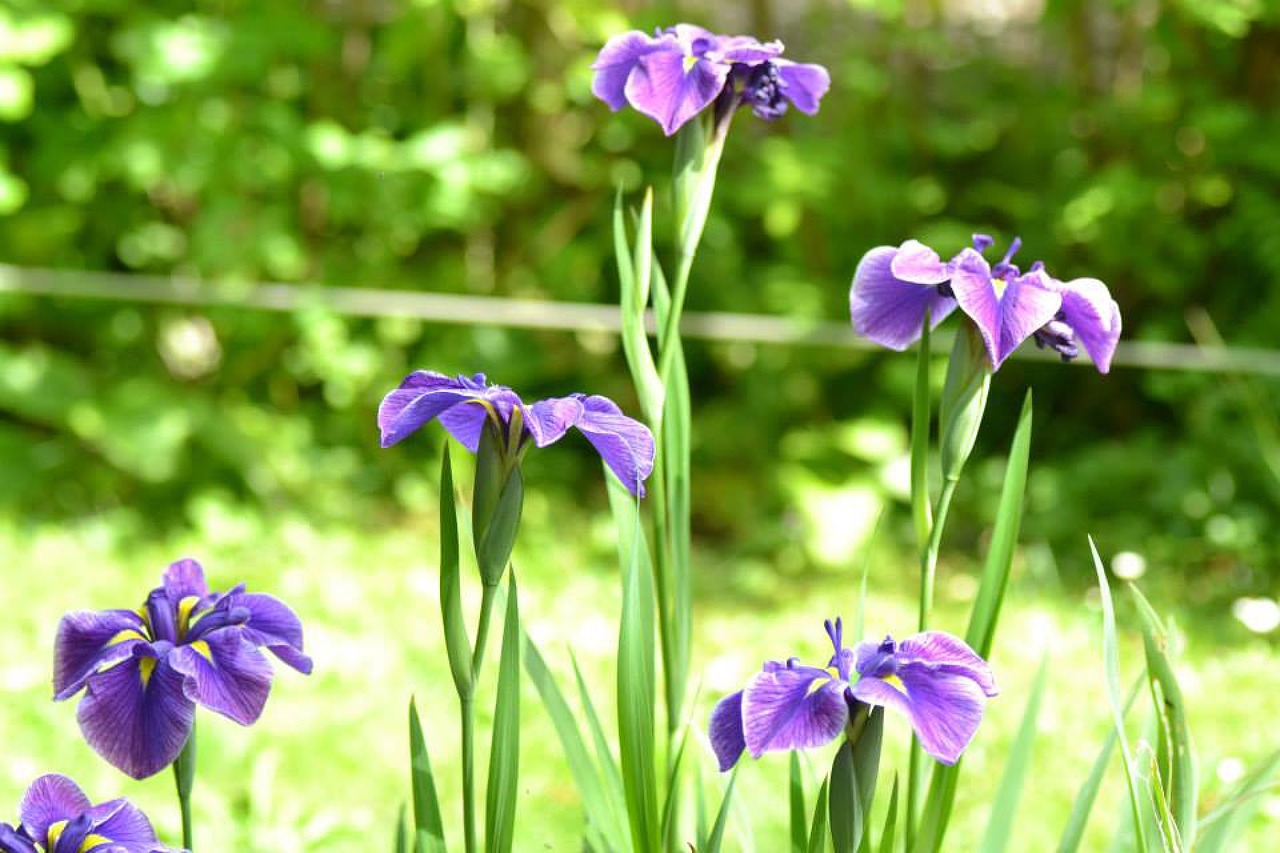 iris flower garden free photo