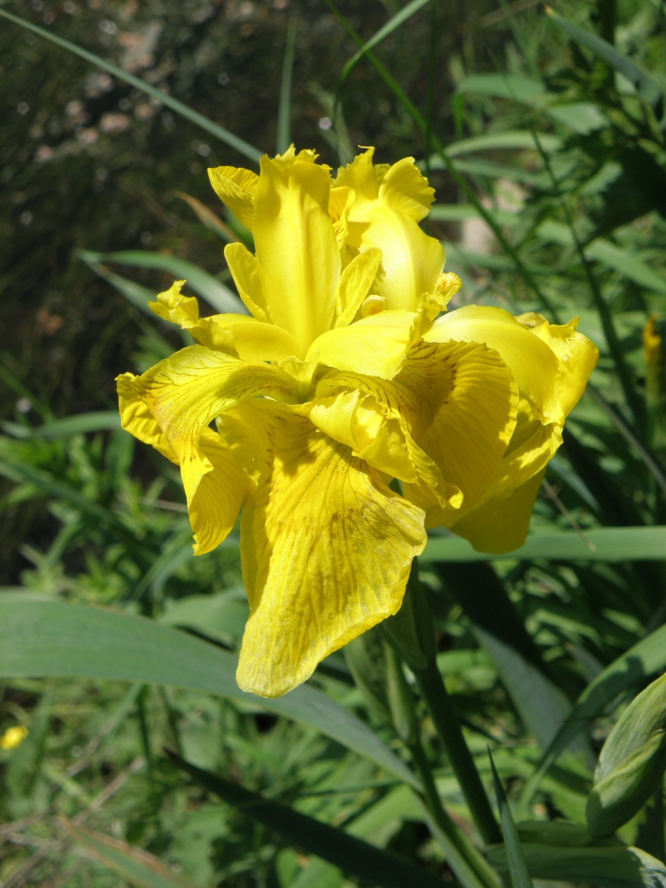 iris yellow flower free photo