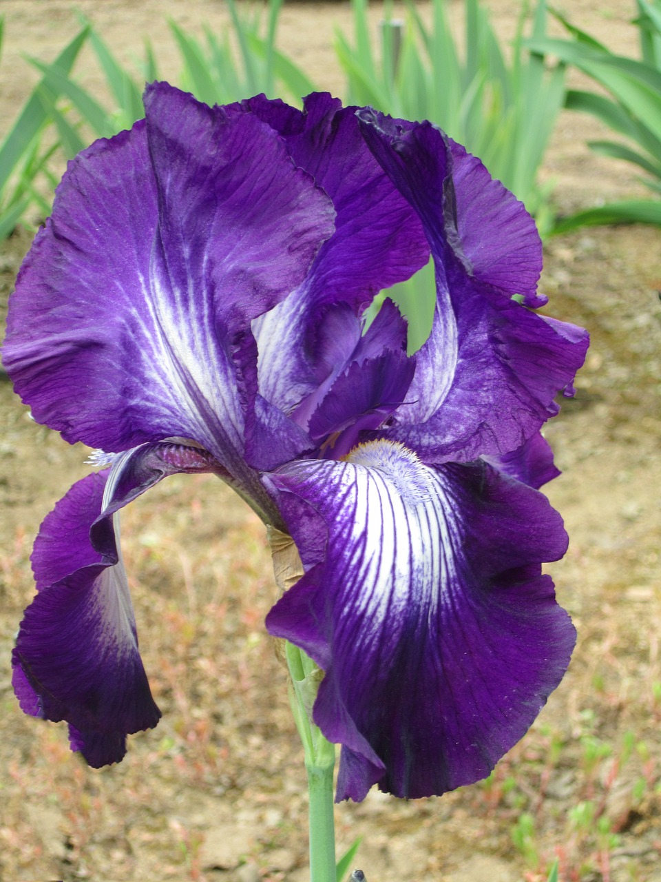 iris purple iris flower free photo