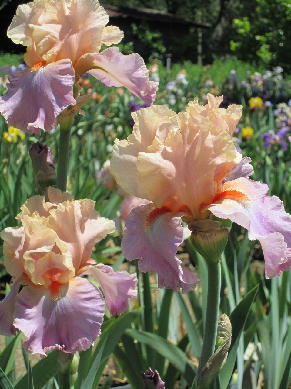 iris flower spring free photo