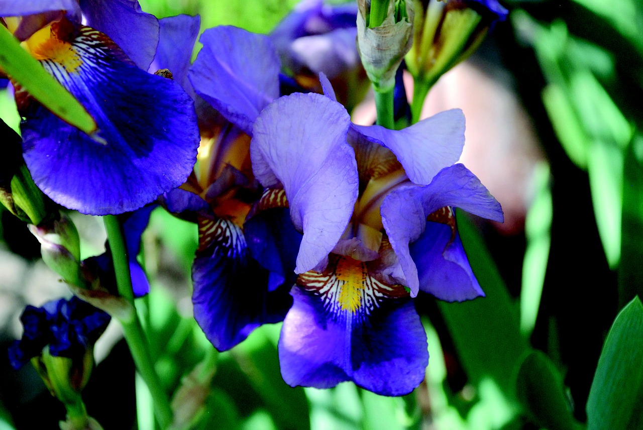 iris flower blue free photo