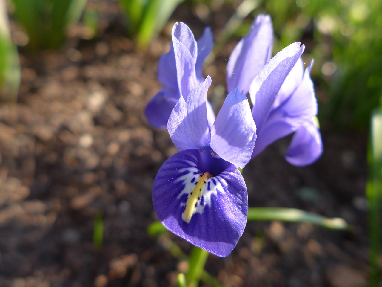 iris spring nature free photo