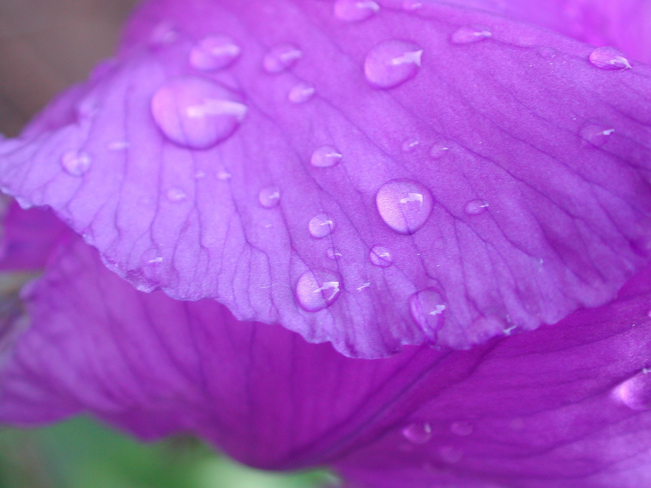 iris purple drop of water free photo