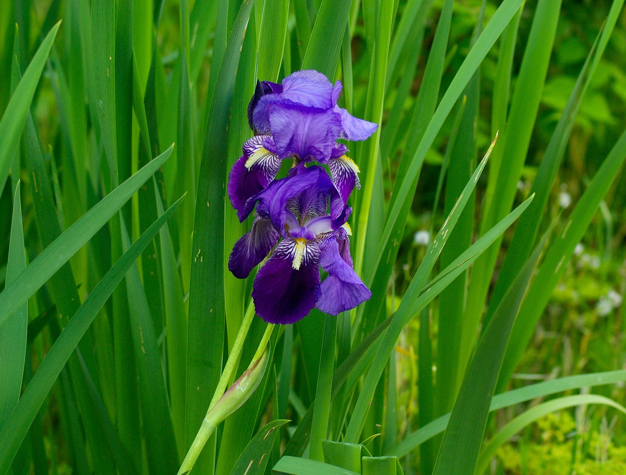 iris flower purple free photo