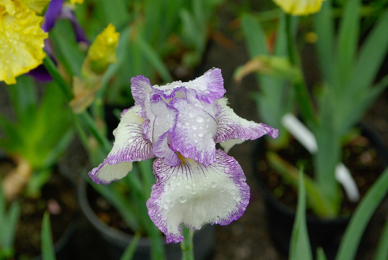 iris flower petals free photo