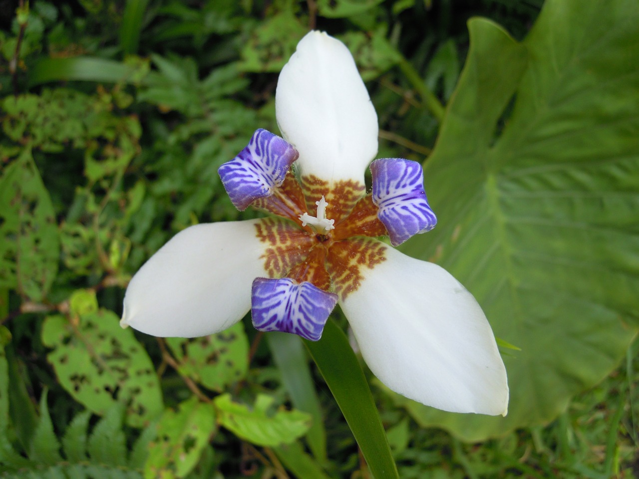 iris flower sun ming shan free photo
