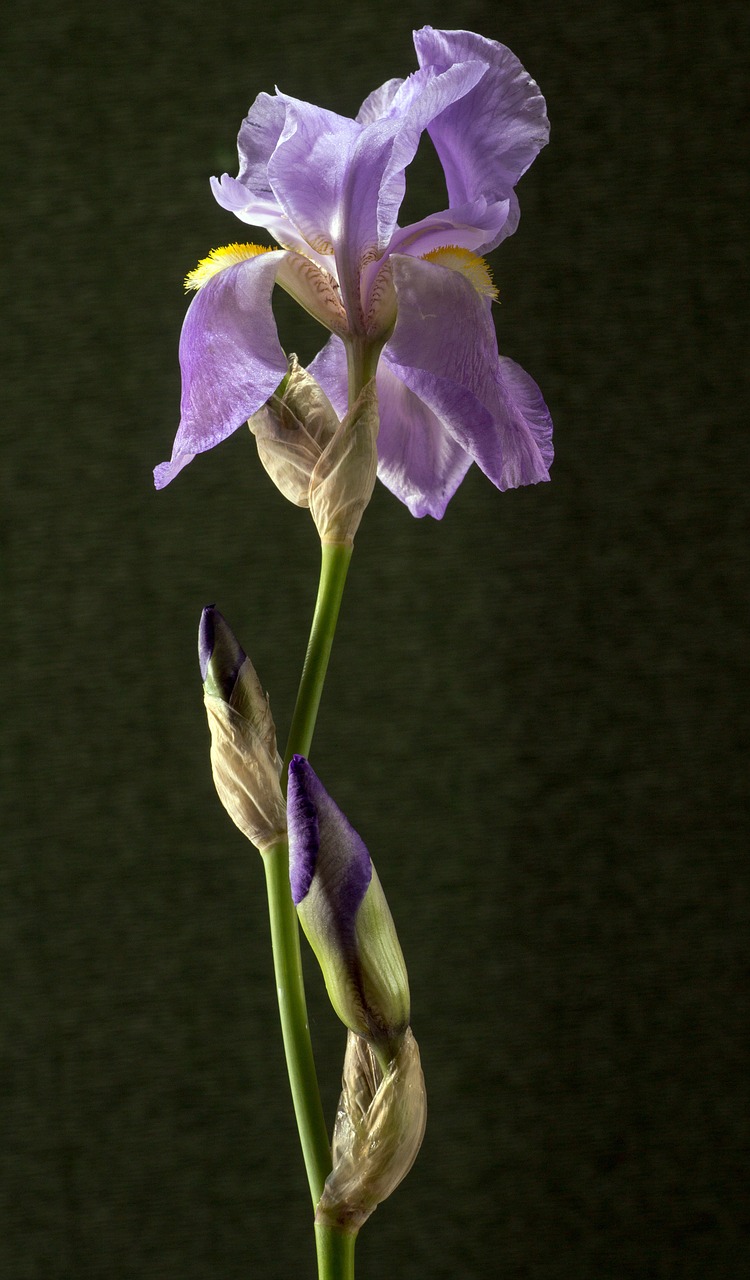iris dark purple blossom free photo