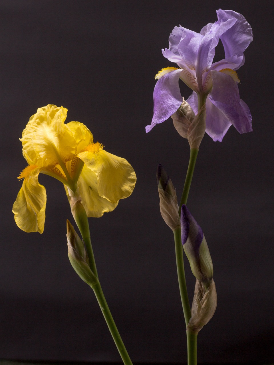iris dark purple yellow free photo