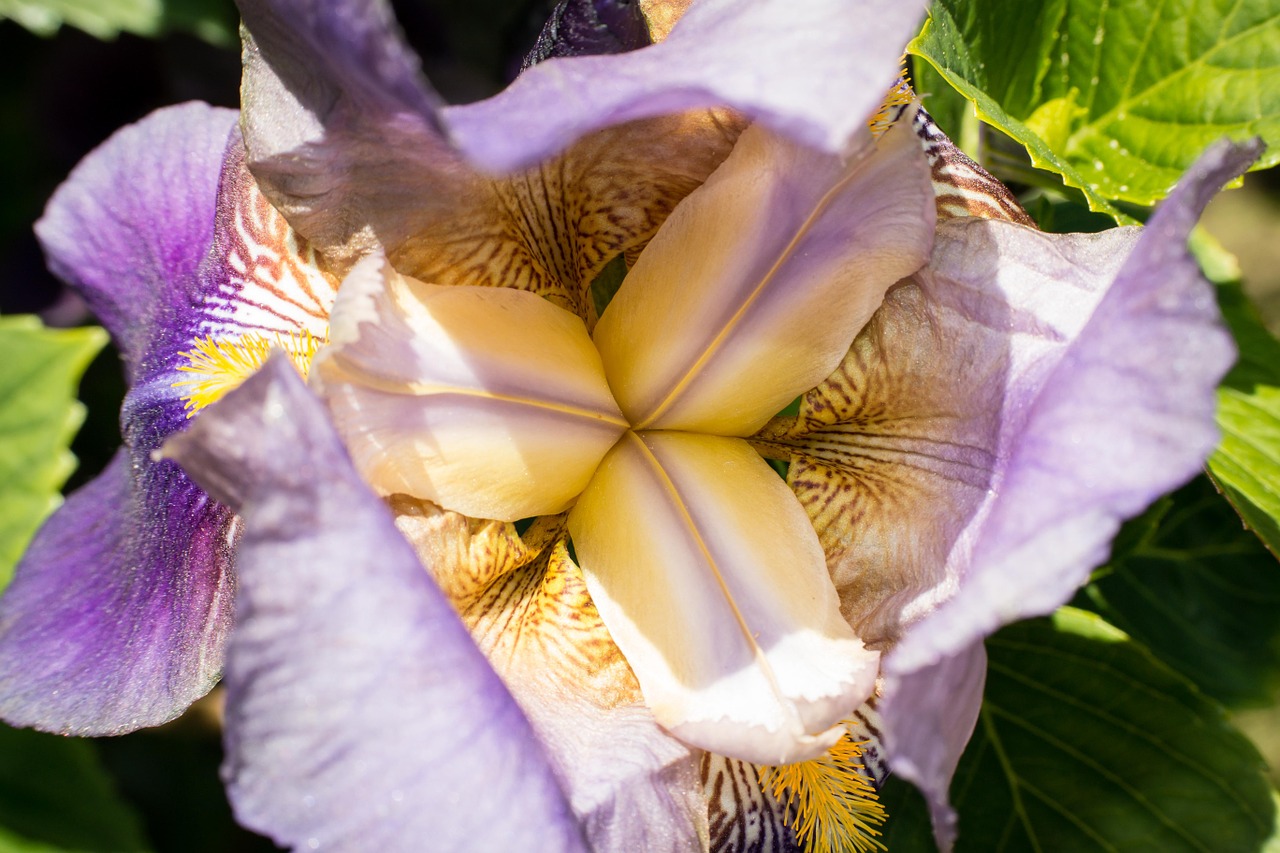 iris stamp pistil free photo