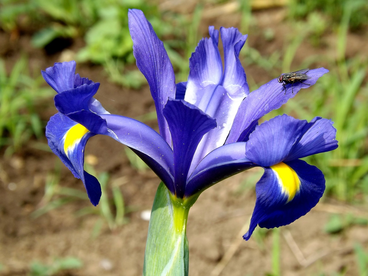 iris flower iris pseudarocus free photo