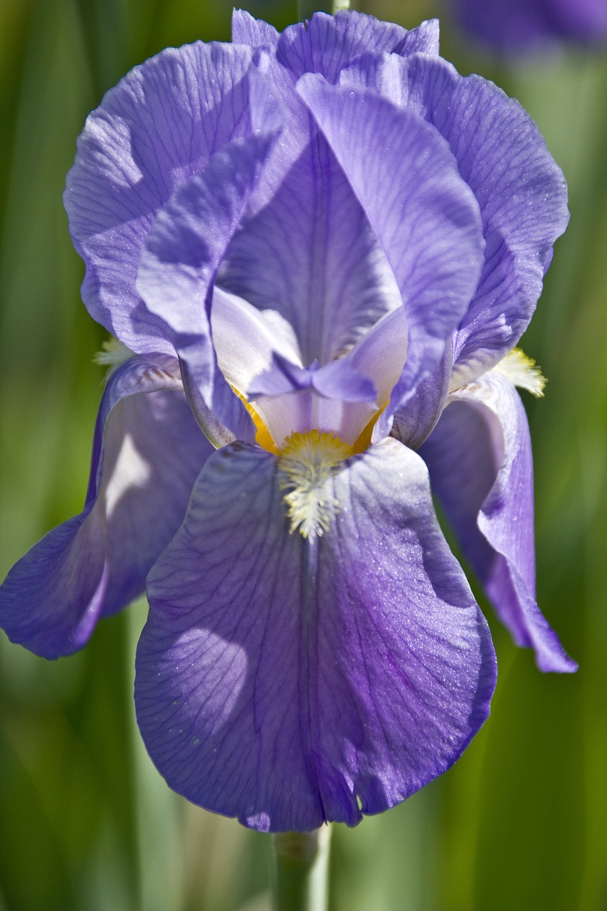 iris bloom flower free photo