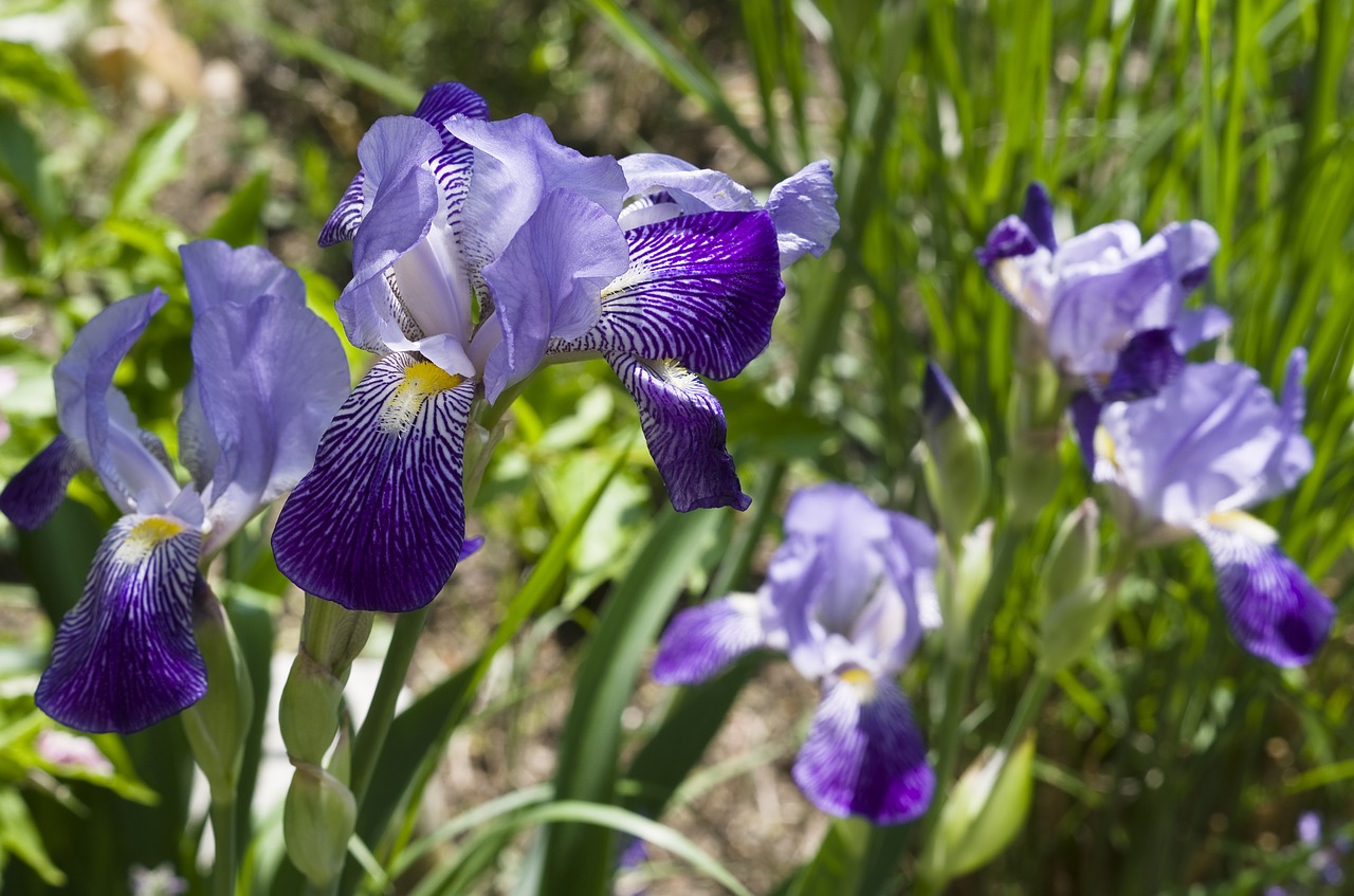 iris blue flower free photo