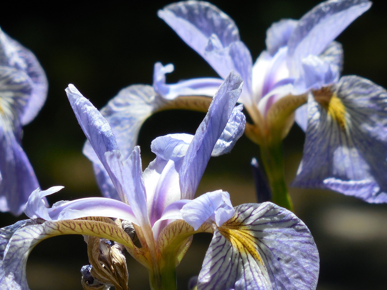 iris flower nature free photo