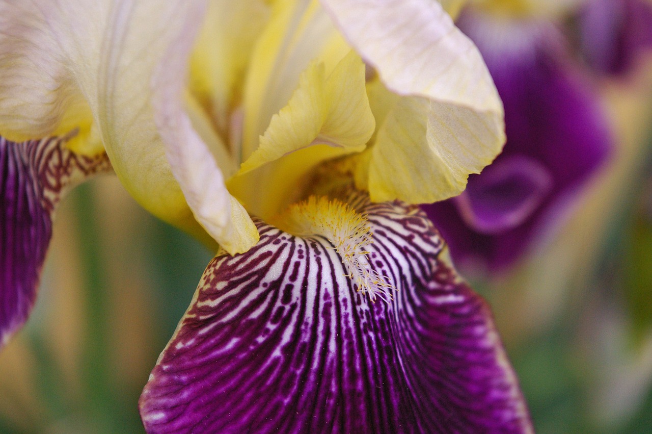 iris lily grain free photo