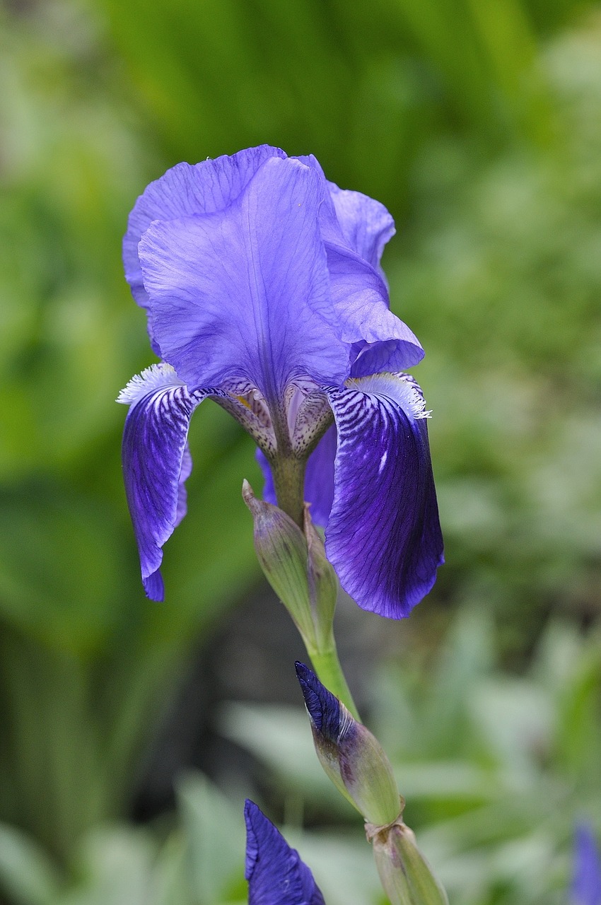 iris lily flower free photo