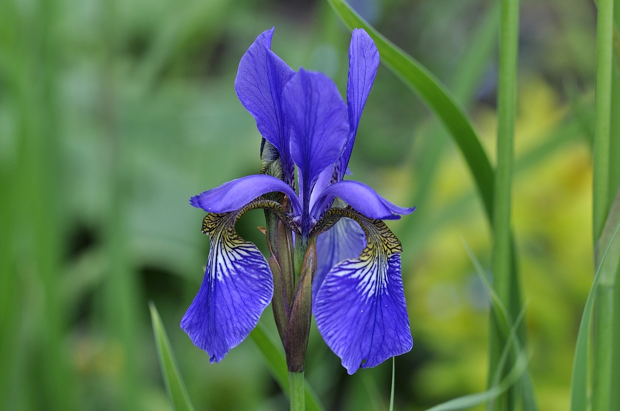 iris lily flower free photo