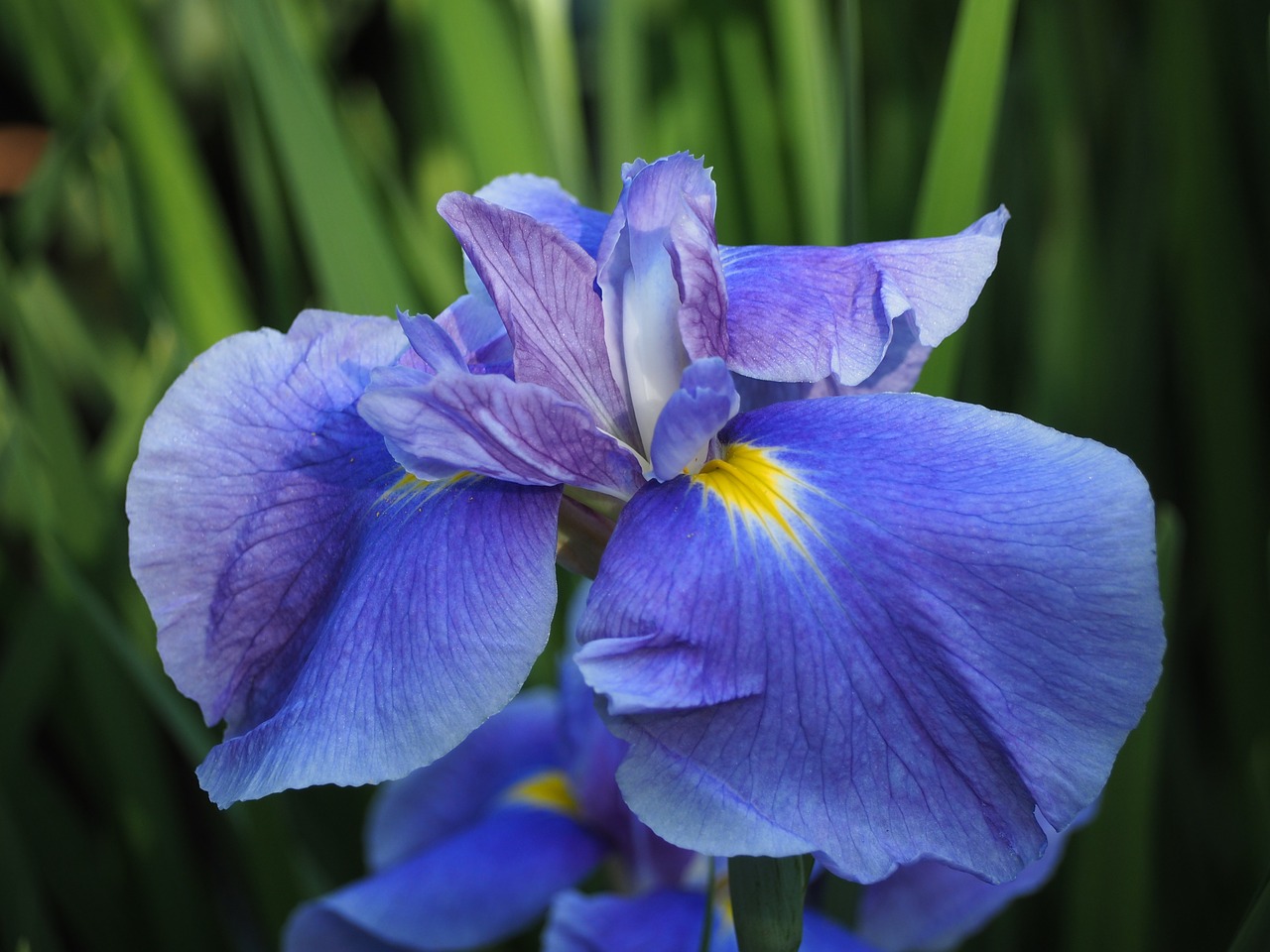 iris flowers blue flowers free photo