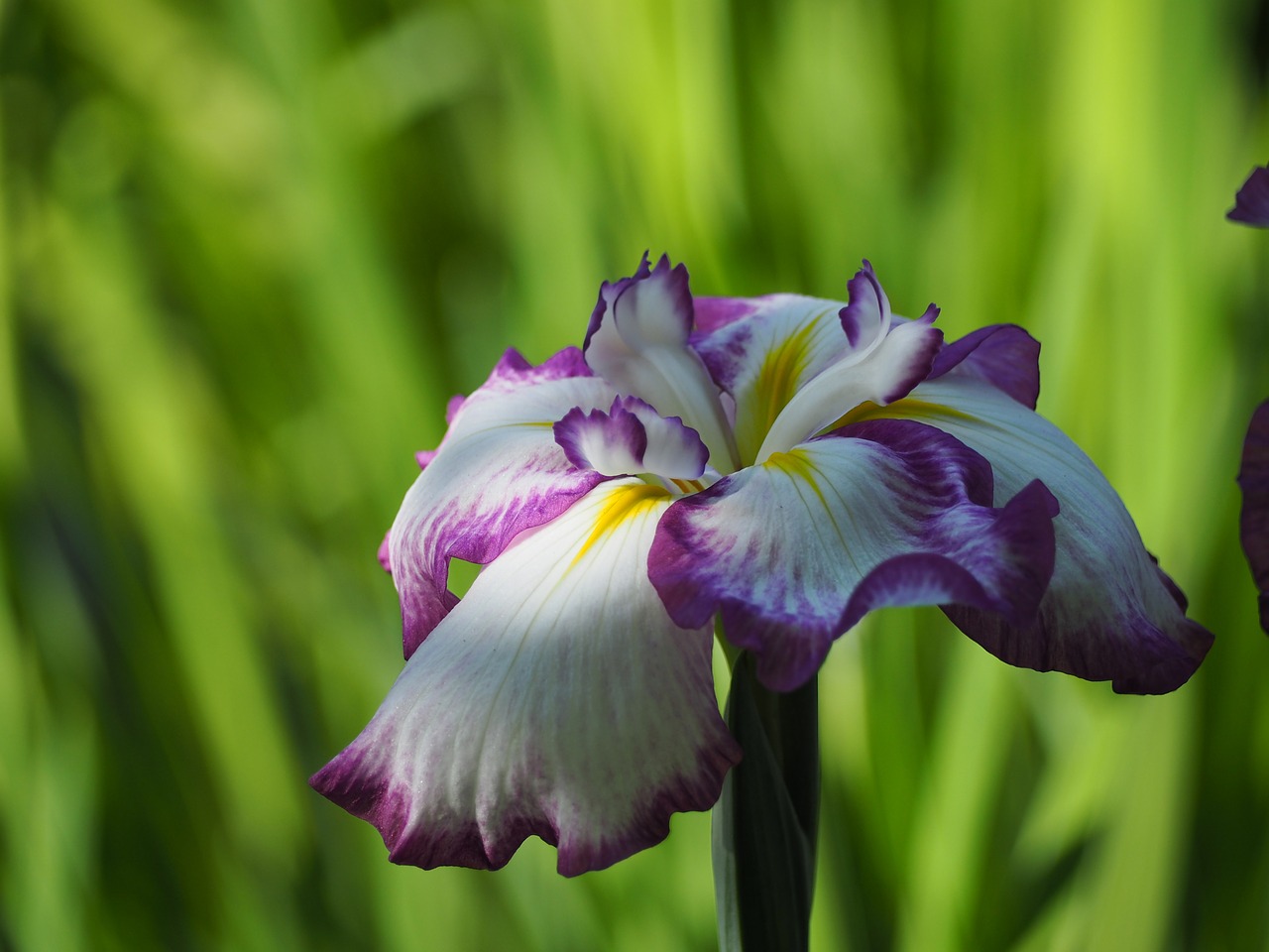 iris flowers early summer flowers free photo