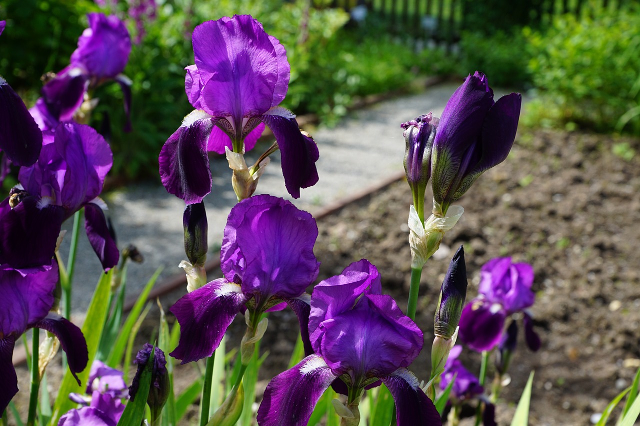 iris flower blossom free photo