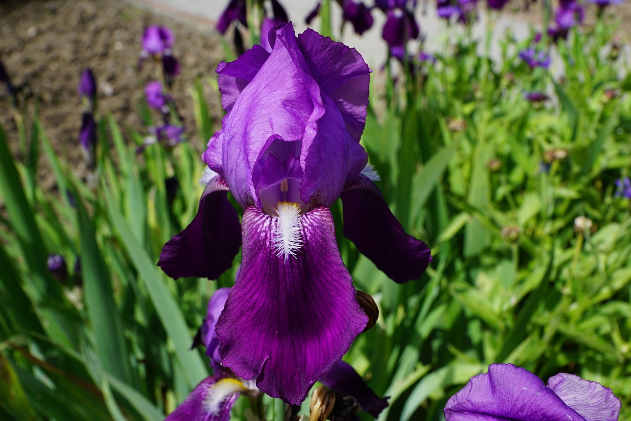 iris flower blossom free photo