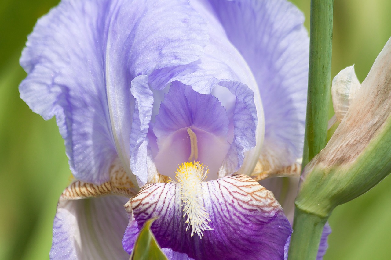 iris iris pseudacorus violet free photo