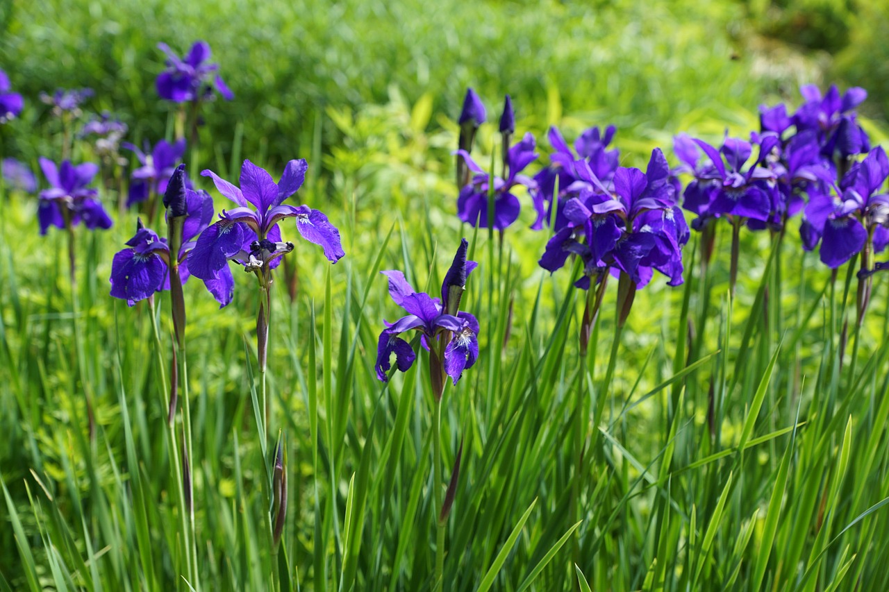 iris flower blossom free photo