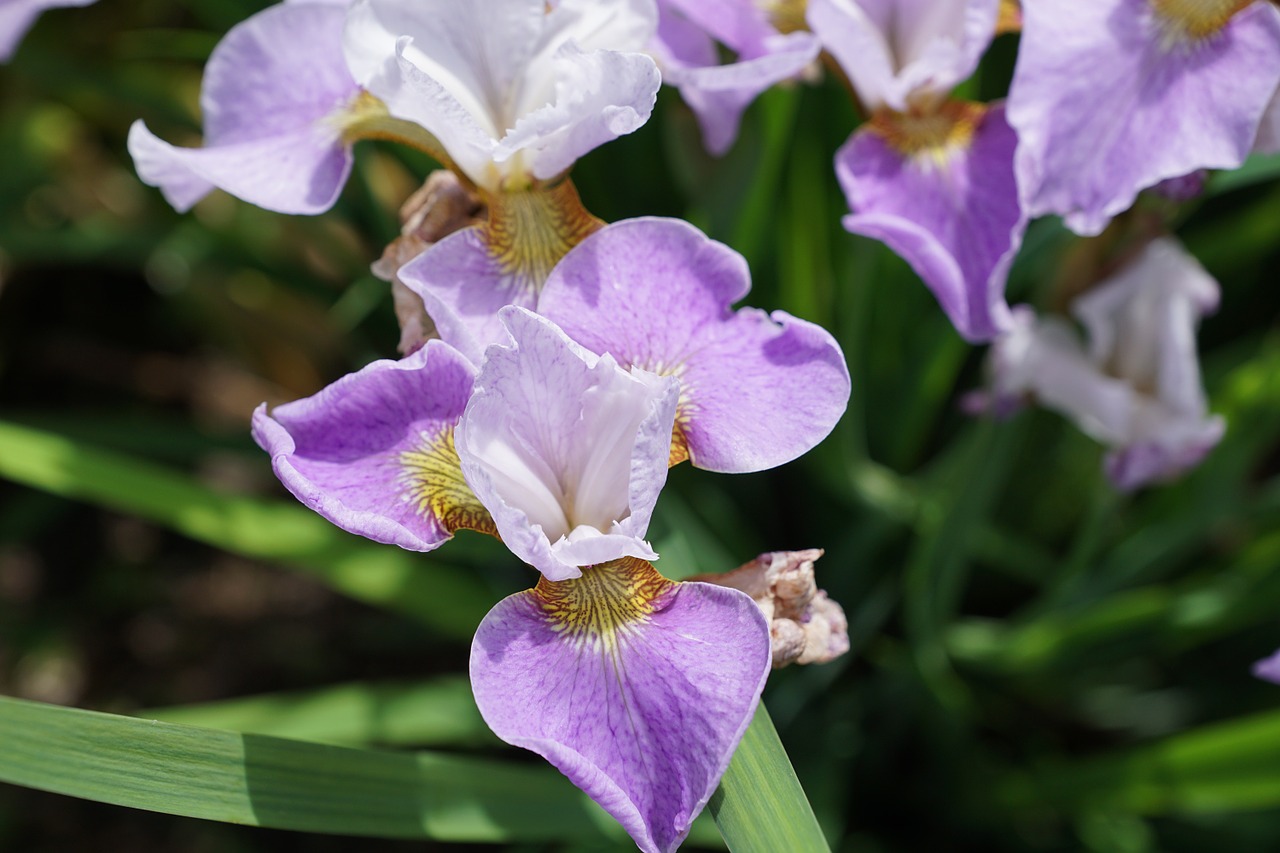 iris flower blossom free photo