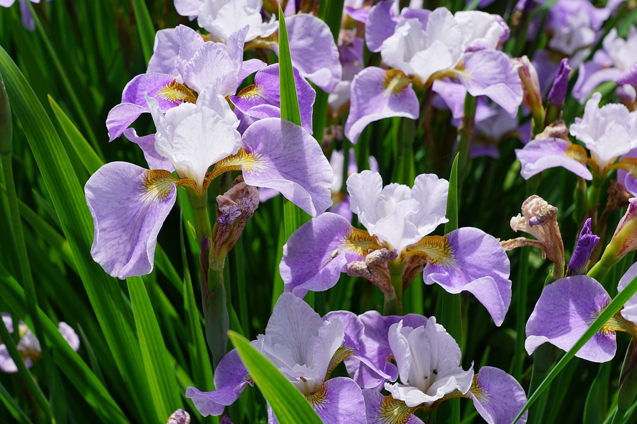 iris flower blossom free photo