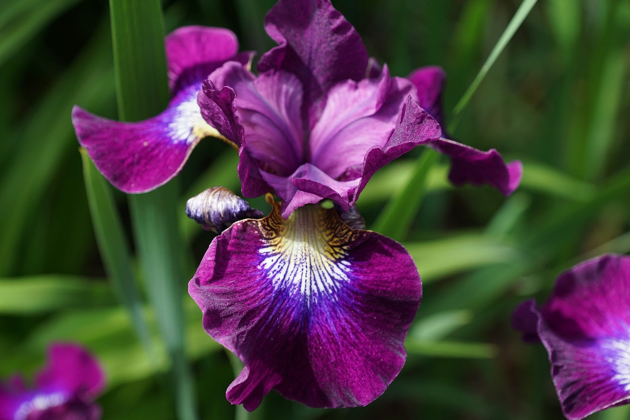 iris flower blossom free photo