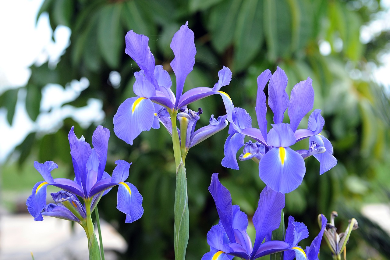 iris garden beautiful free photo