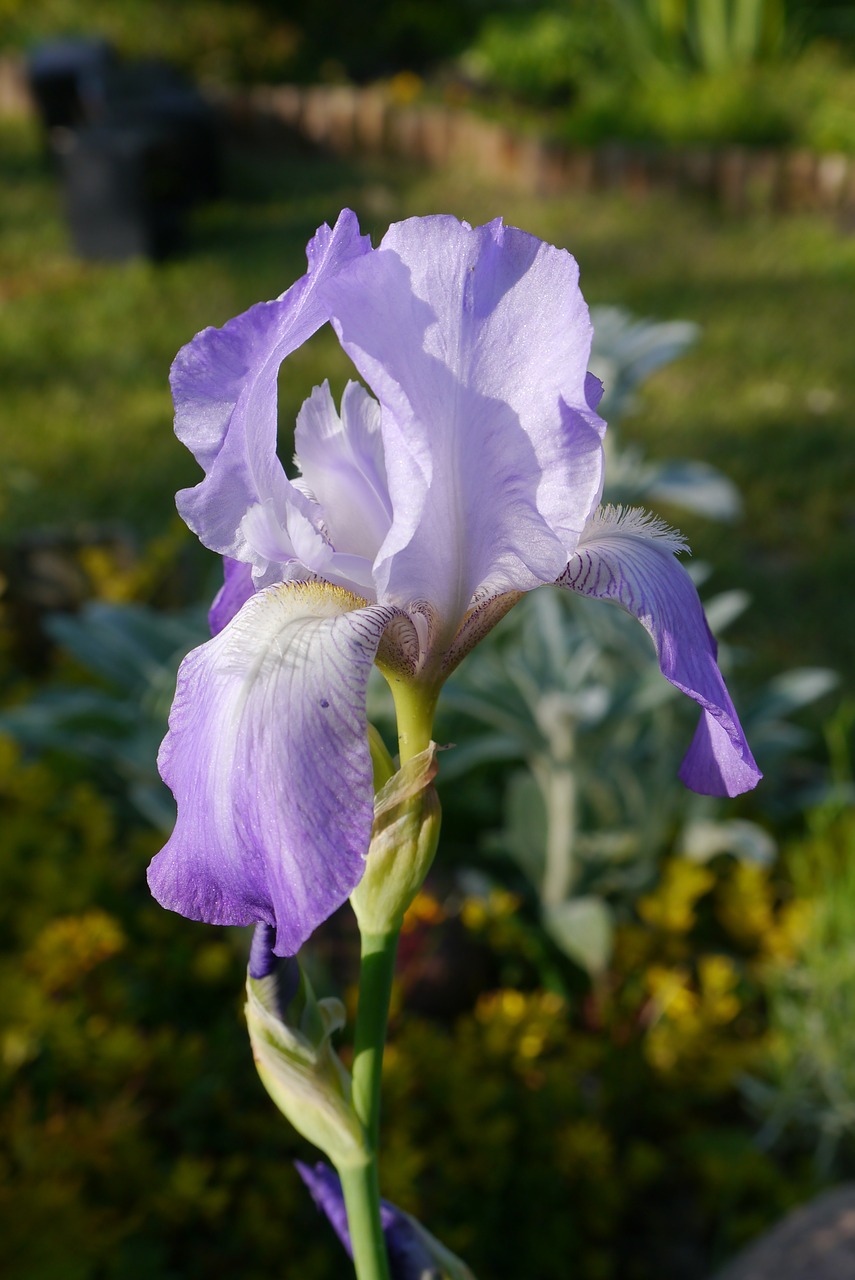 iris garden macro free photo