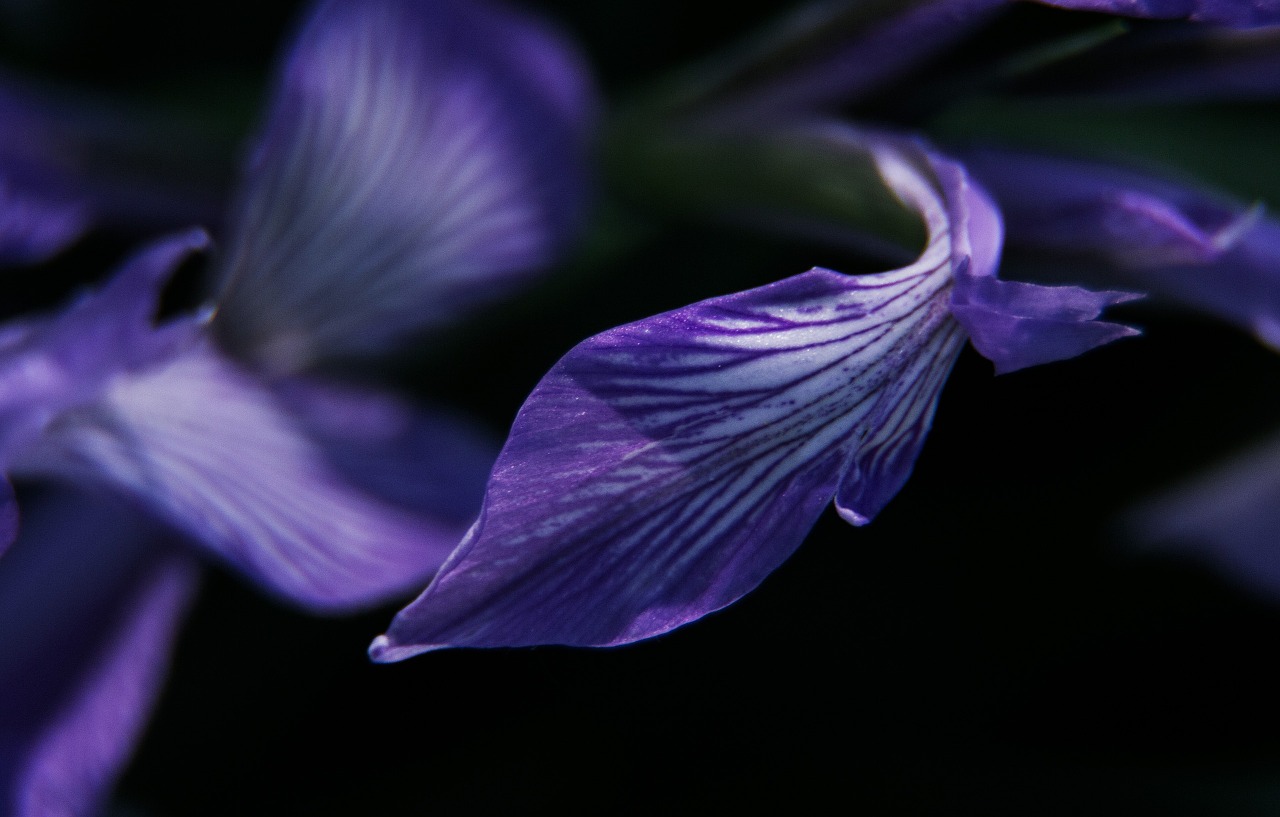 iris purple tender free photo