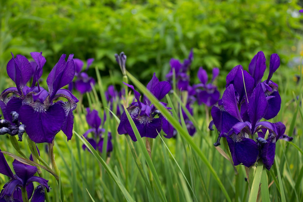 iris flowers garden free photo