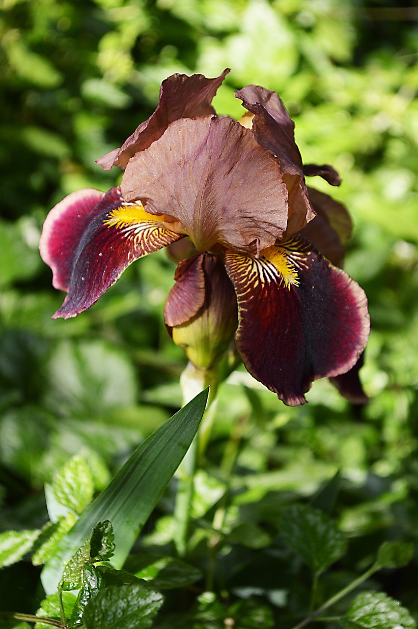 iris flower spring free photo