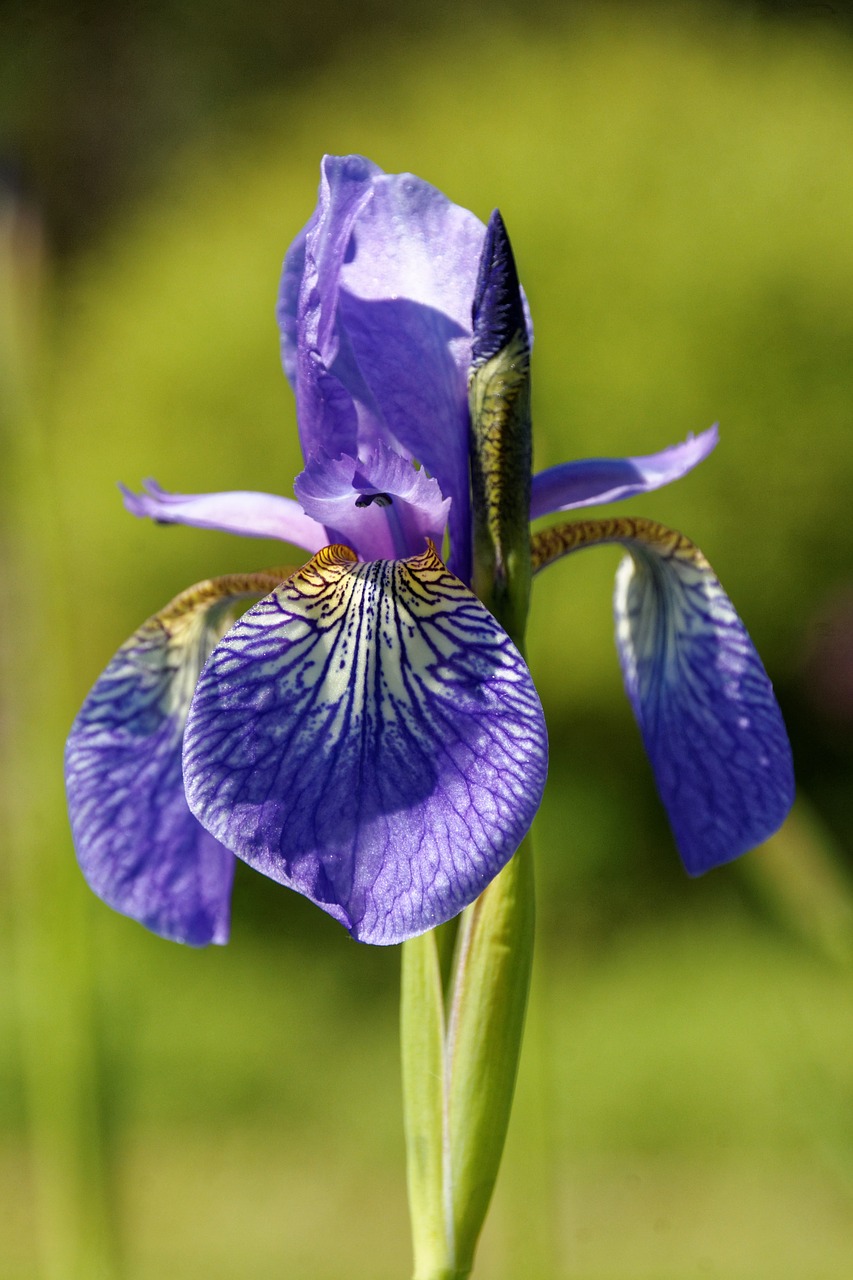 iris flower blossom free photo