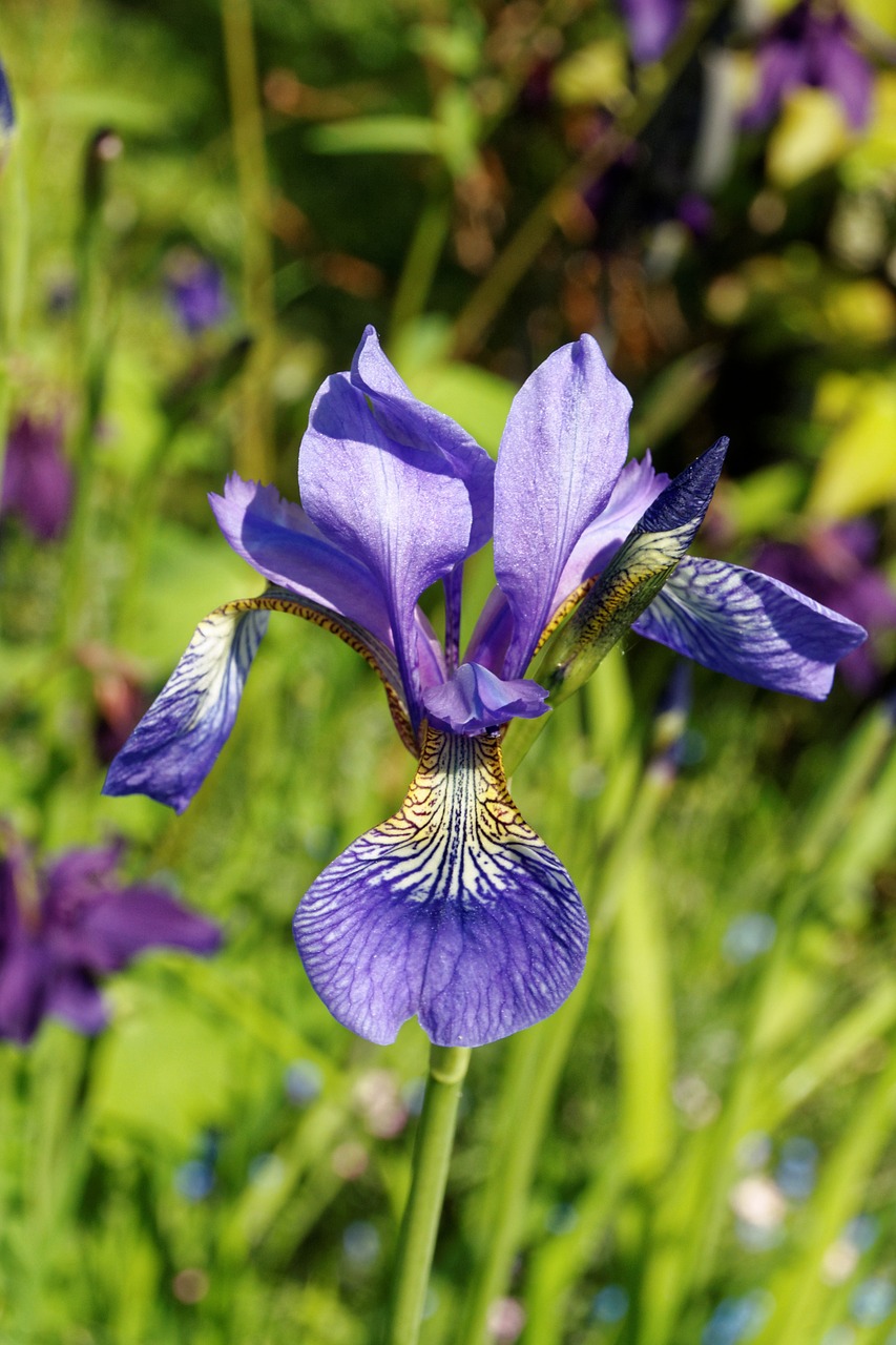 iris flower blossom free photo