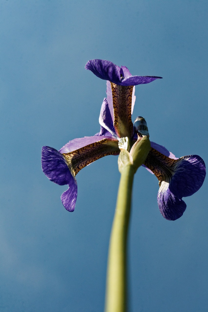 iris flower blossom free photo