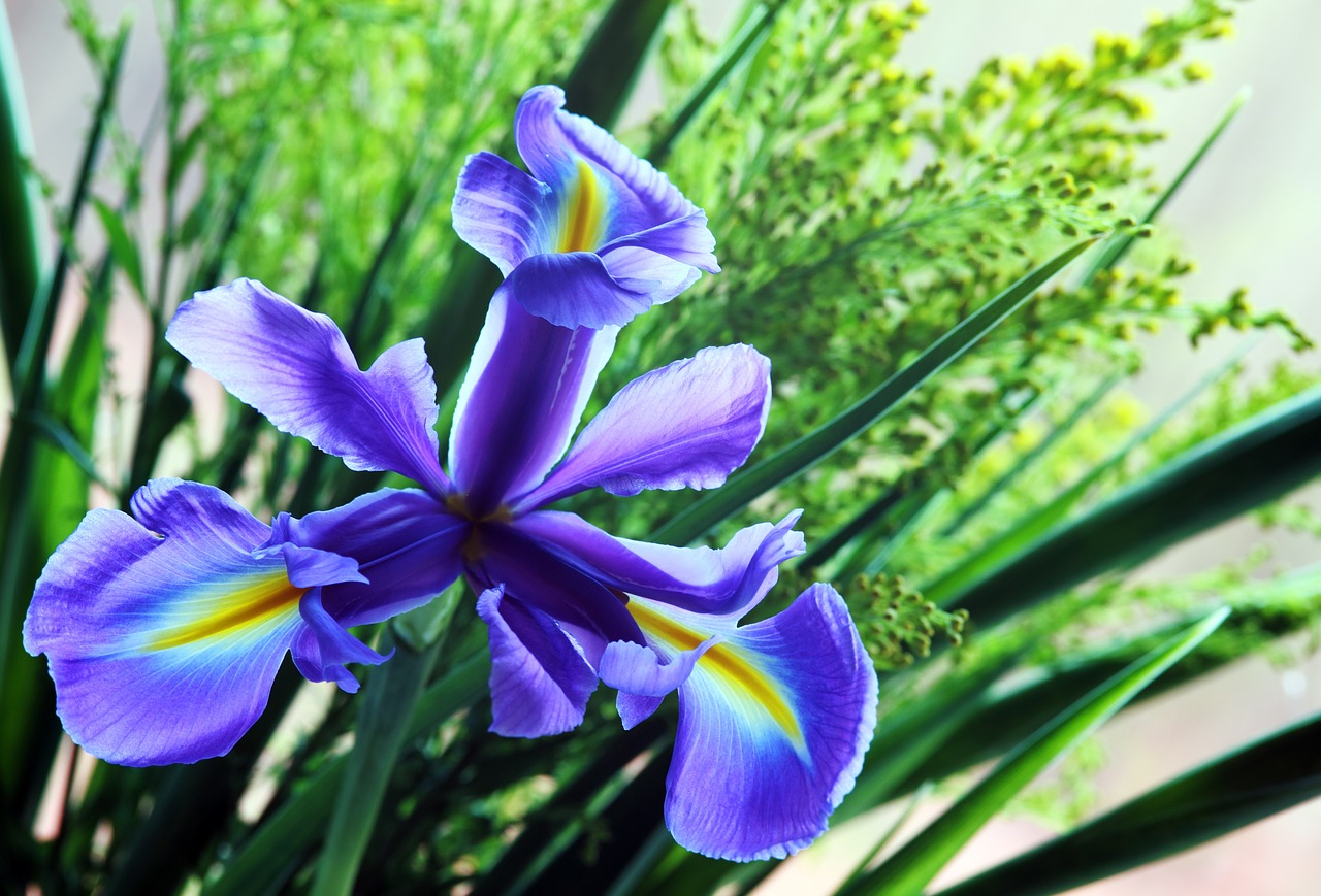 iris flower nature free photo