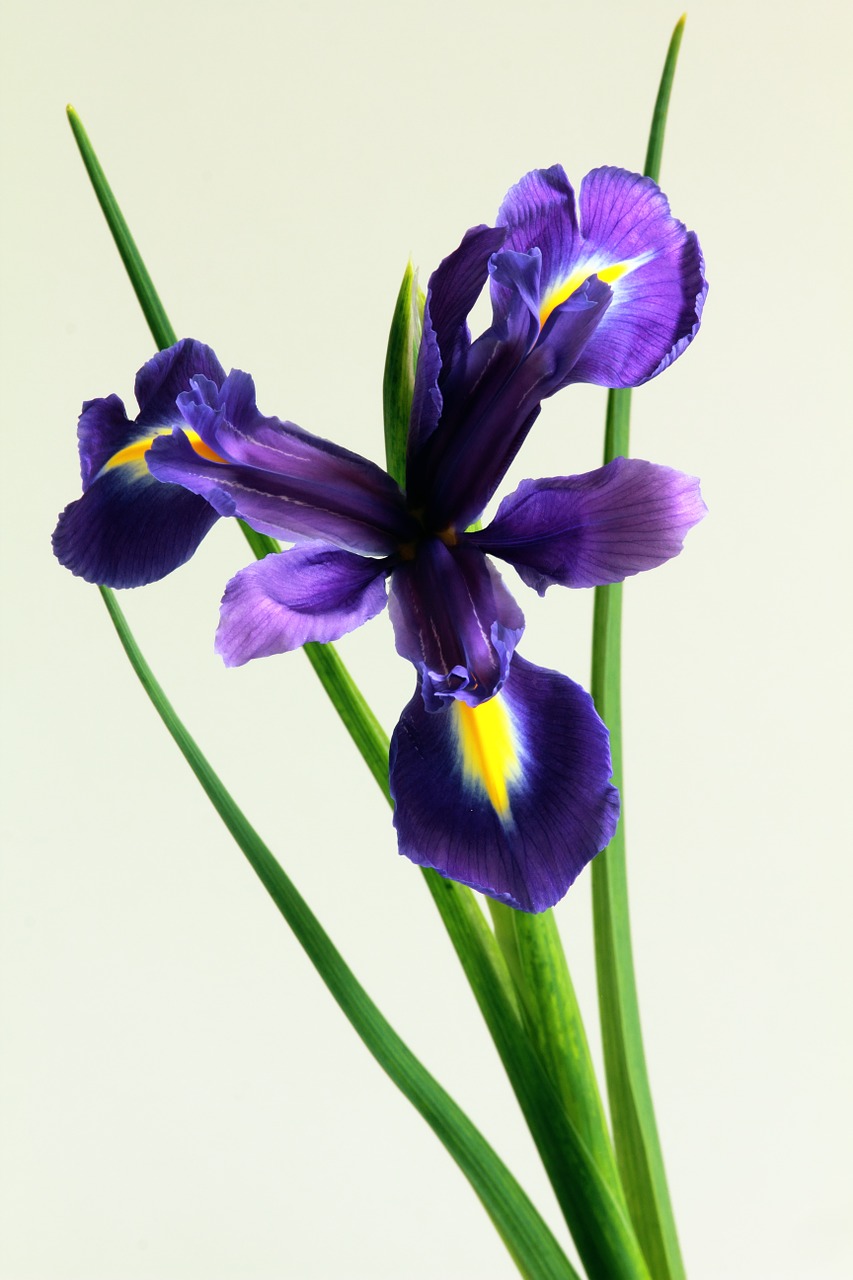 iris flower nature free photo