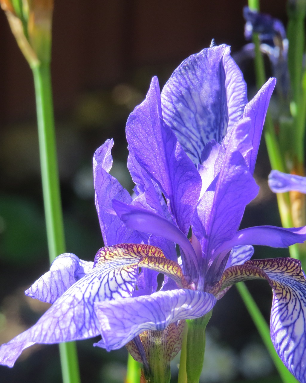 iris flower shage free photo