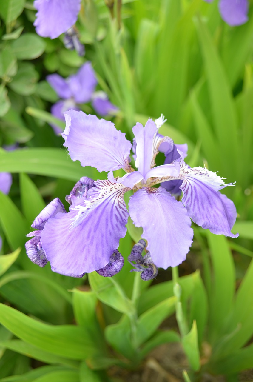 iris blue and purple flowers free photo