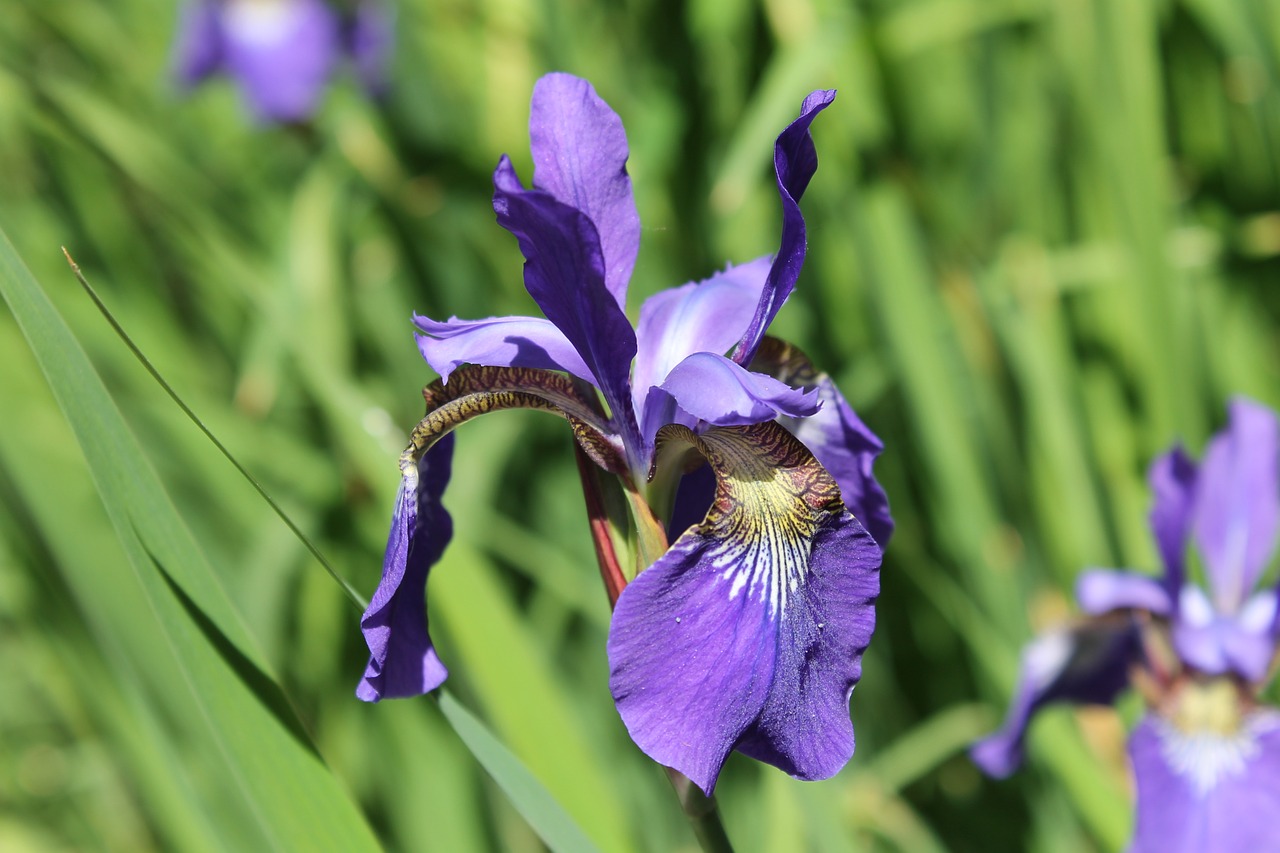 iris blossom bloom free photo