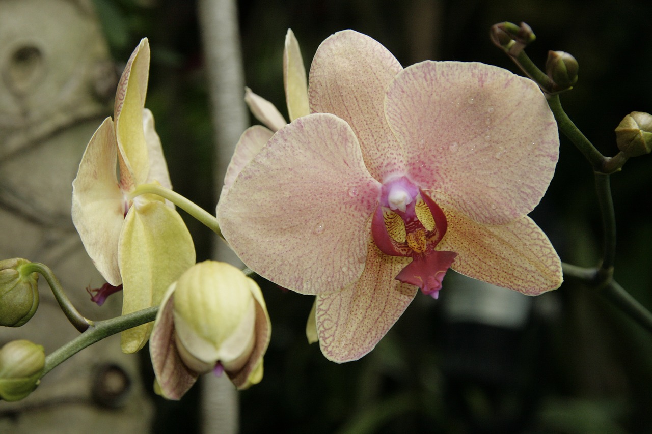 orchid botanical garden nature free photo